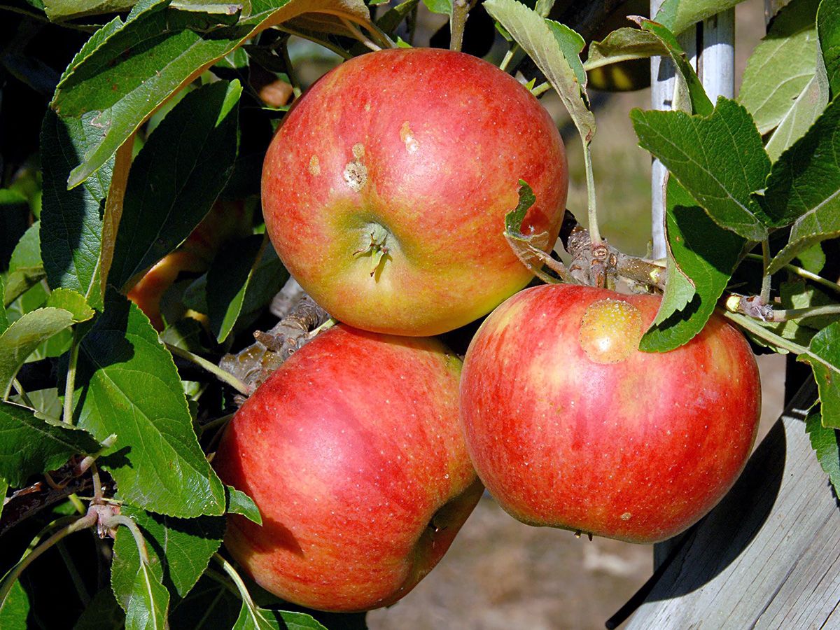 Elstar(S) Apfel