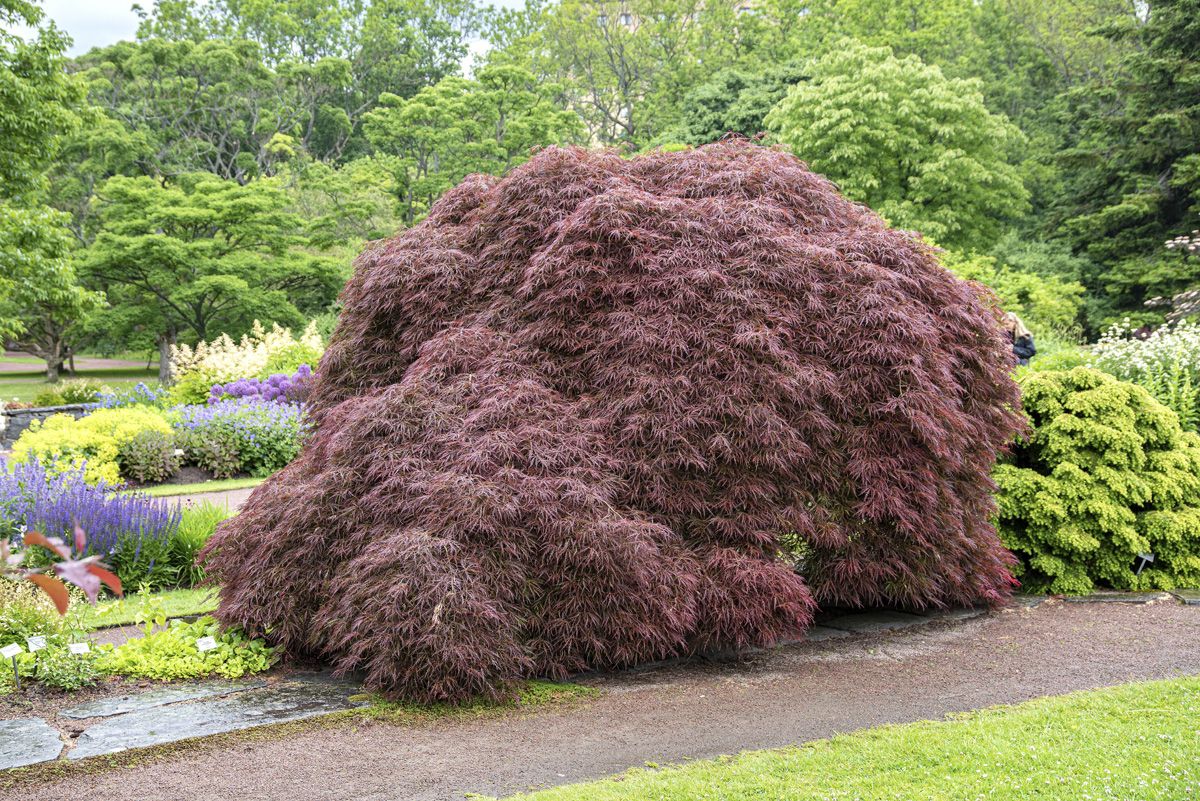 Geschlitztblättriger Fächerahorn Garnet