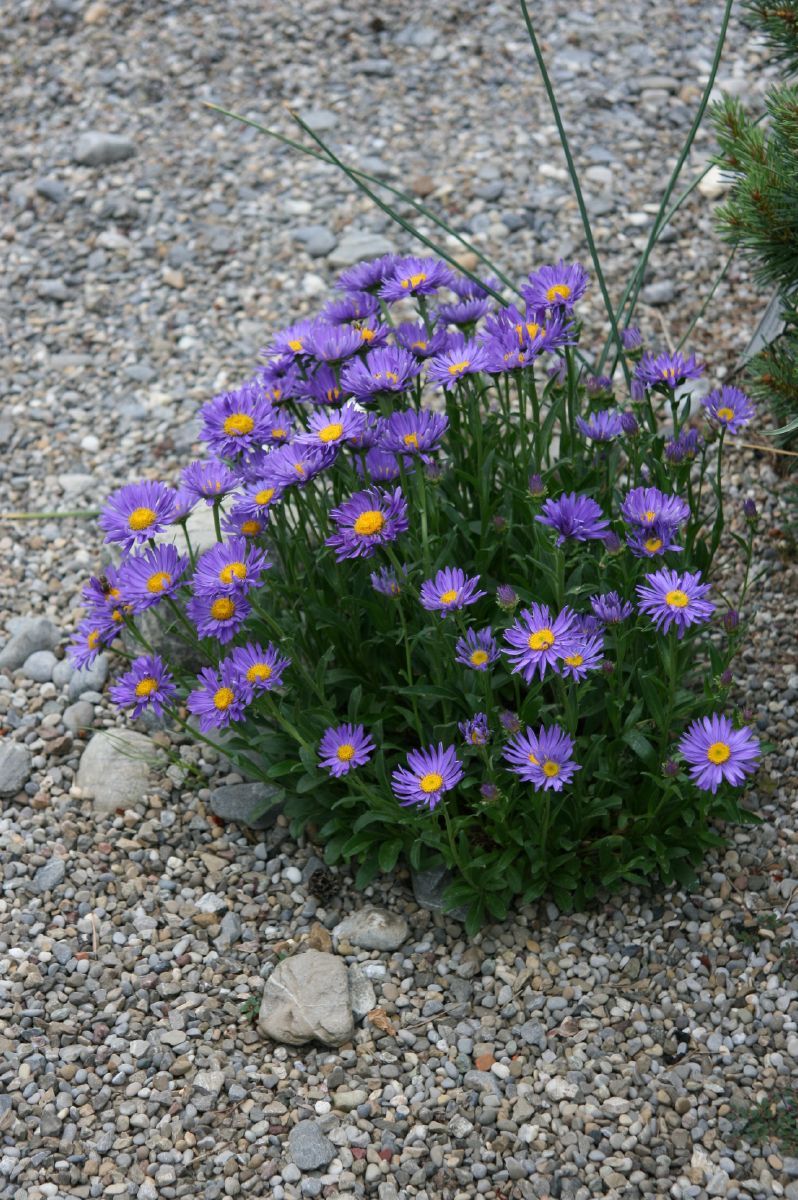 Alpenaster, Frühlingsaster Dunkle Schöne