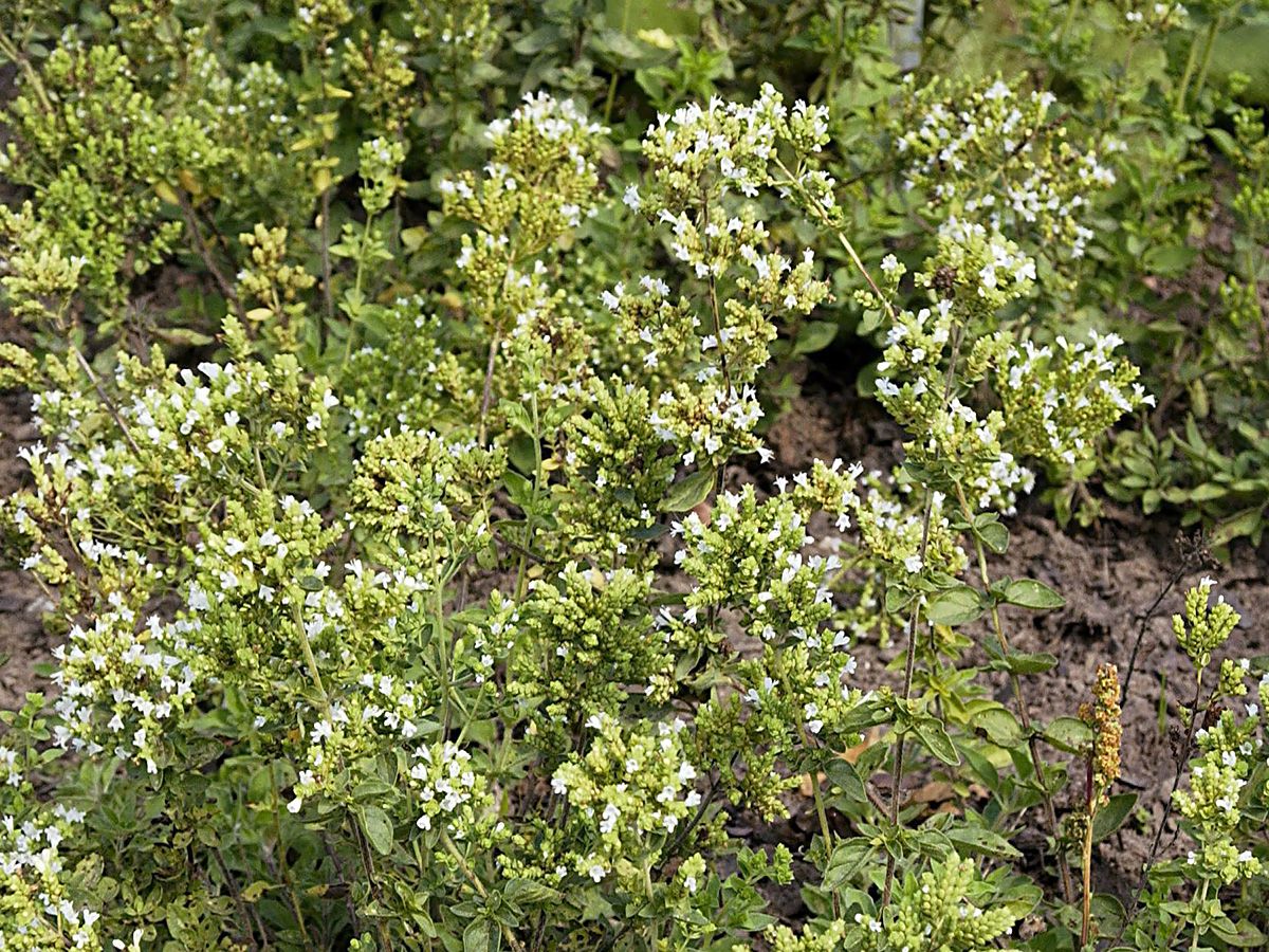 Griechischer Oregano Hirtum