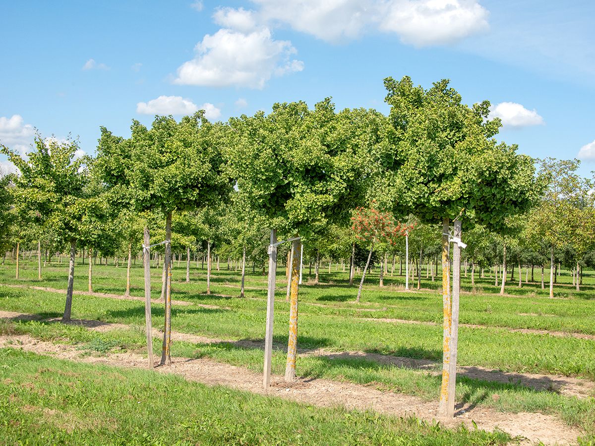 Zwerginkgo Mariken