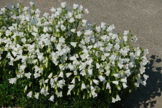 Niedliche Glockenblume Alba