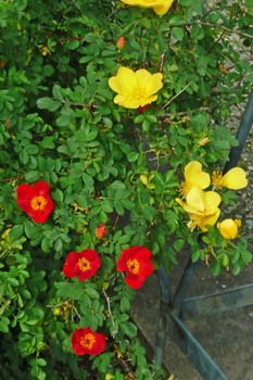 Rosa foetida Bicolor Strauchrose/Historische Rose («Kapuzinerrose)