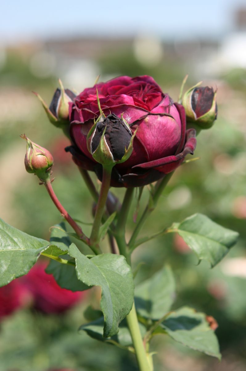 Gräfin von Hardenberg® Romantische Rose (Strauchrose, sehr starker Duft)