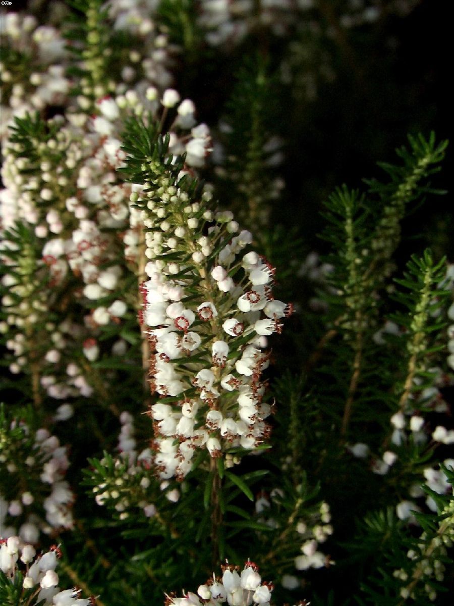 Cornwallheide Lyonesse