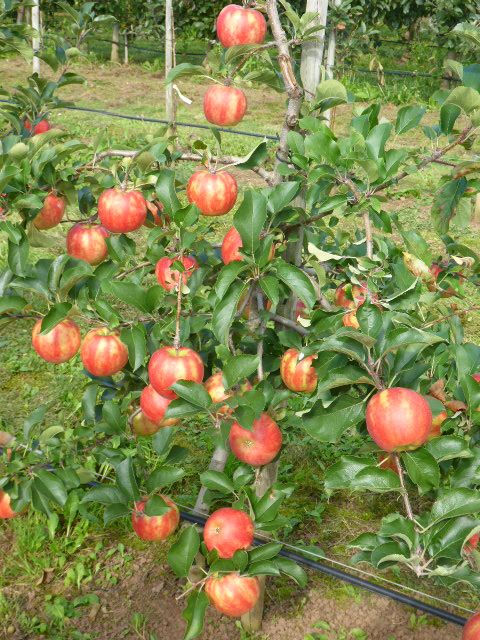 Karneval(S) Apfel