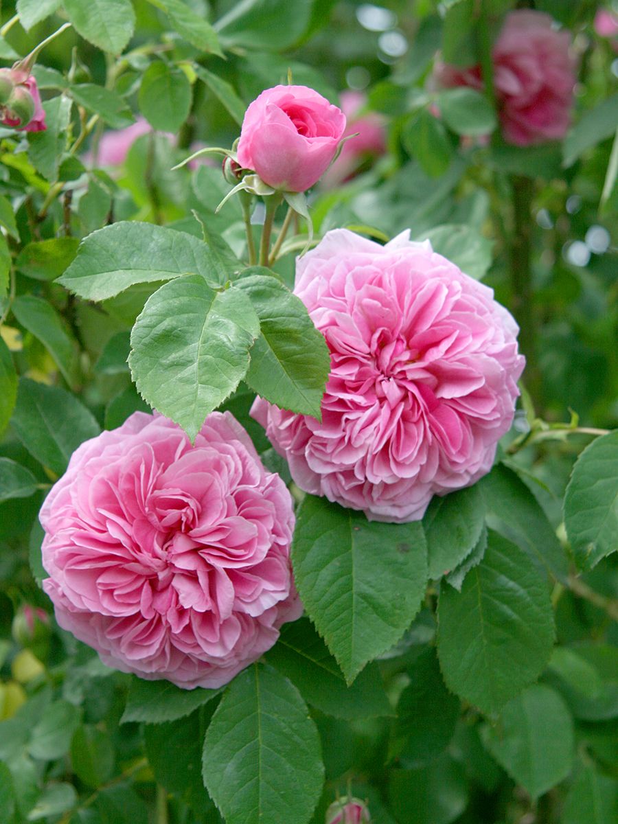 Gertrude Jekyll® Romantische Rose (Englische Rose, starker Duft)