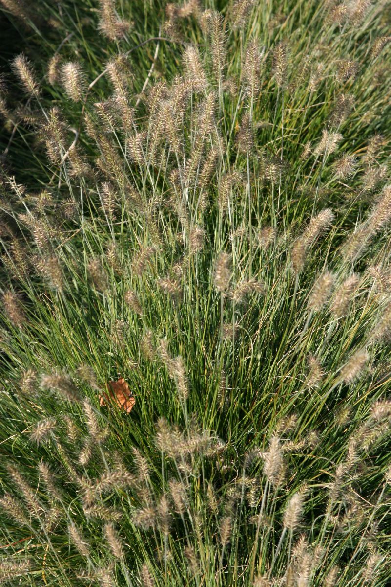 Zwergfederborstengras Little Bunny