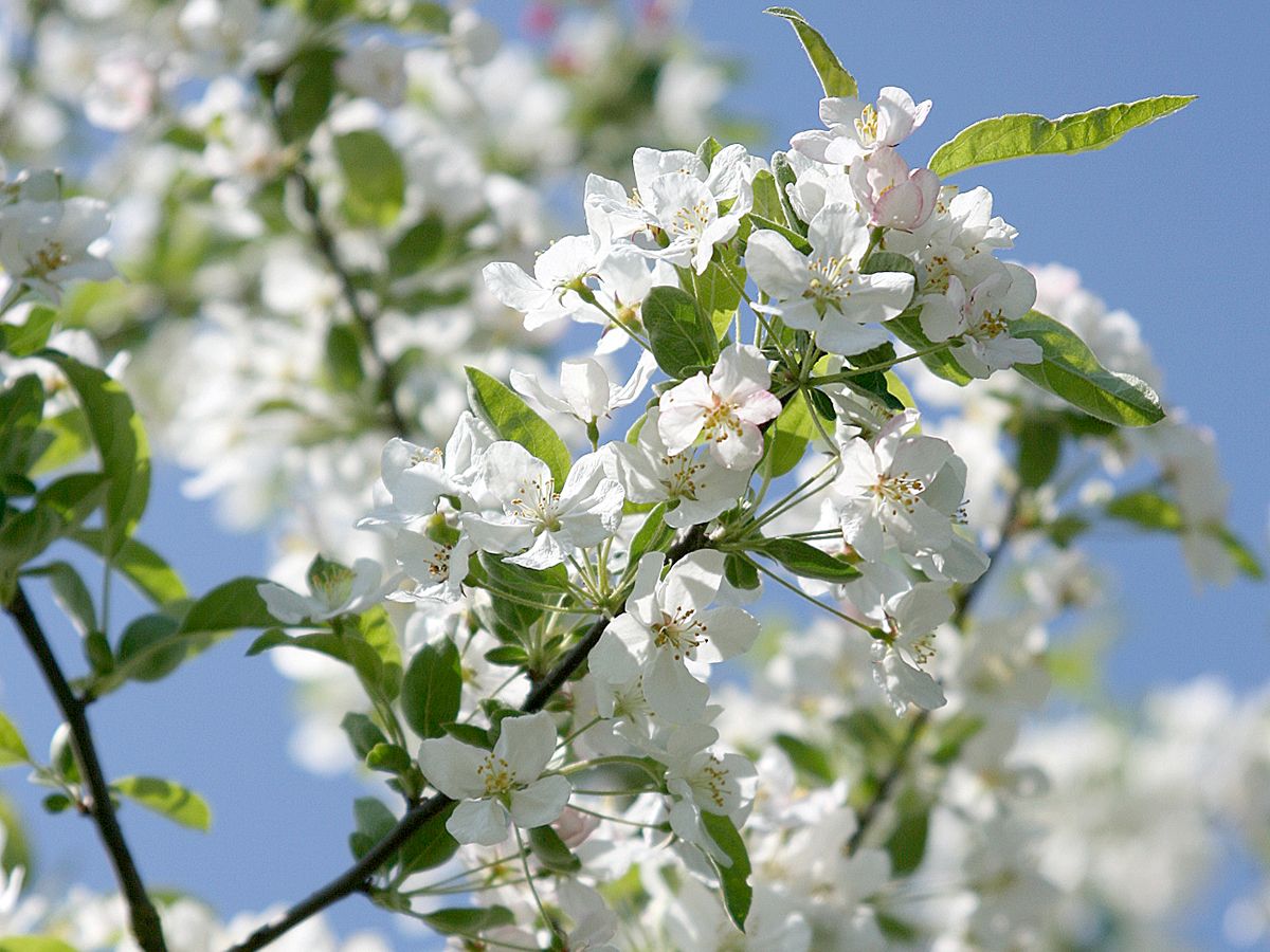 Zierapfel Evereste®