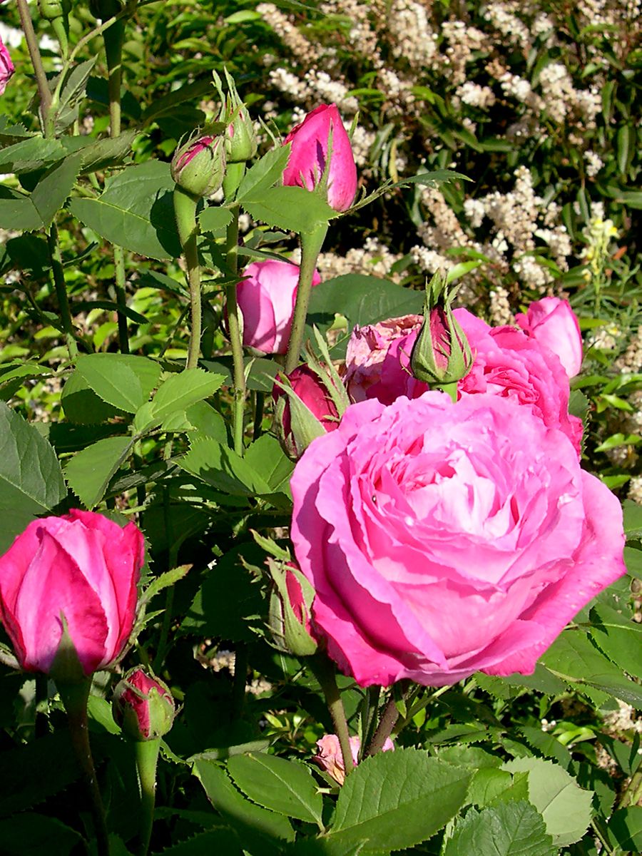 Mrs John Laing Strauchrose/Historische Rose (sehr starker Duft)