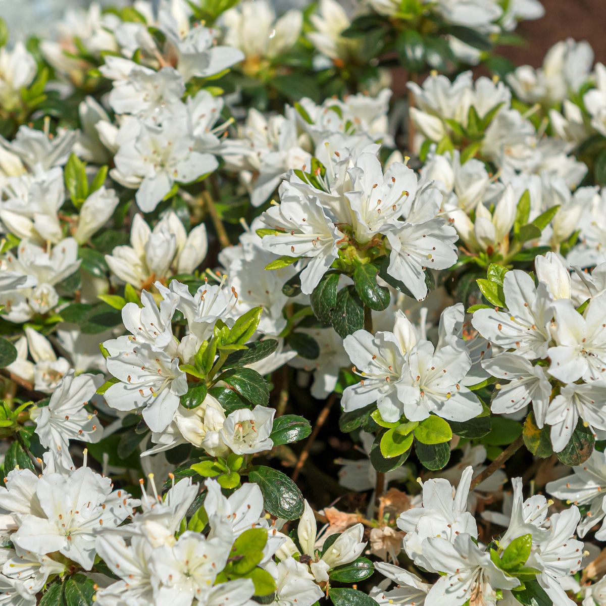 Japanische Azalee Kermesina Alba