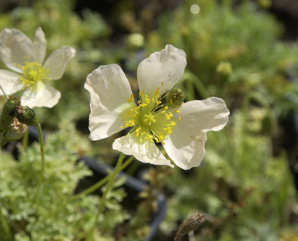 Alpenmohn