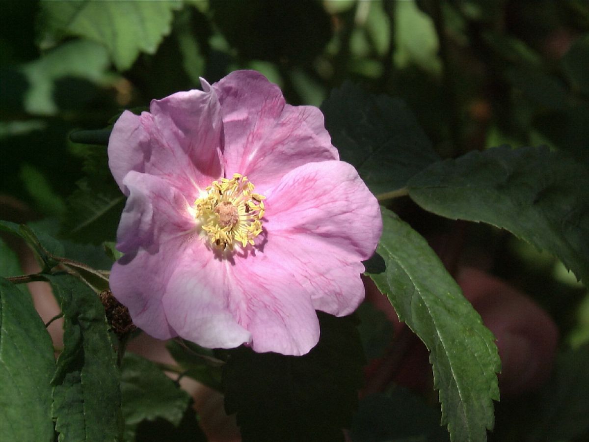 Rosa blanda Eschen-Rose (Wild- /Strauchrose, anspruchslos, leichter Duft)