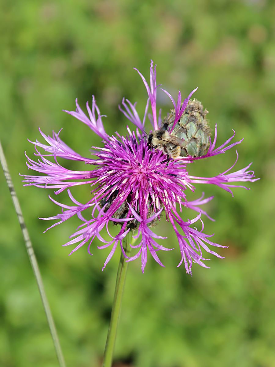 Scabiosenflockenblume