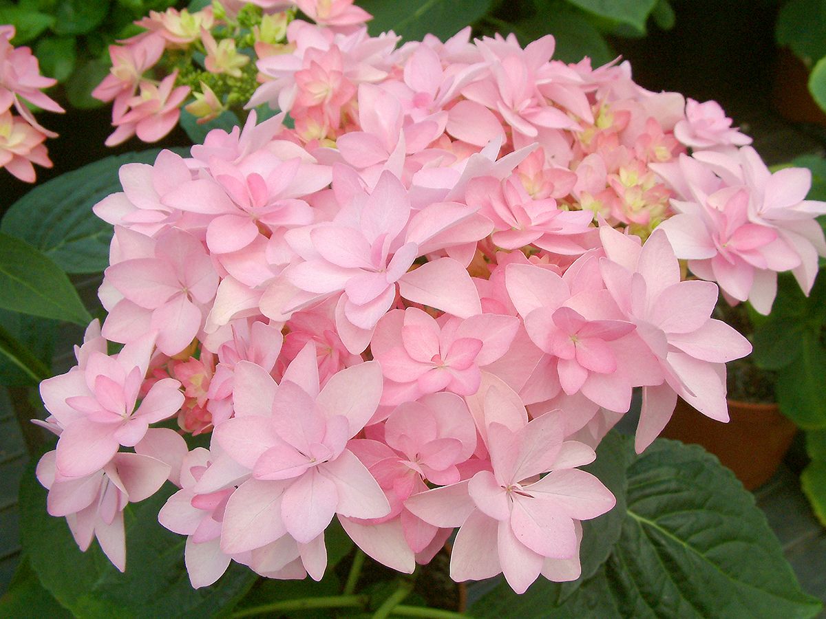 Gartenhortensie Romance