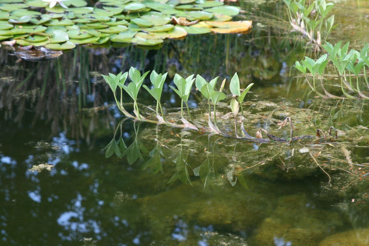 Bitterklee, Fieberklee