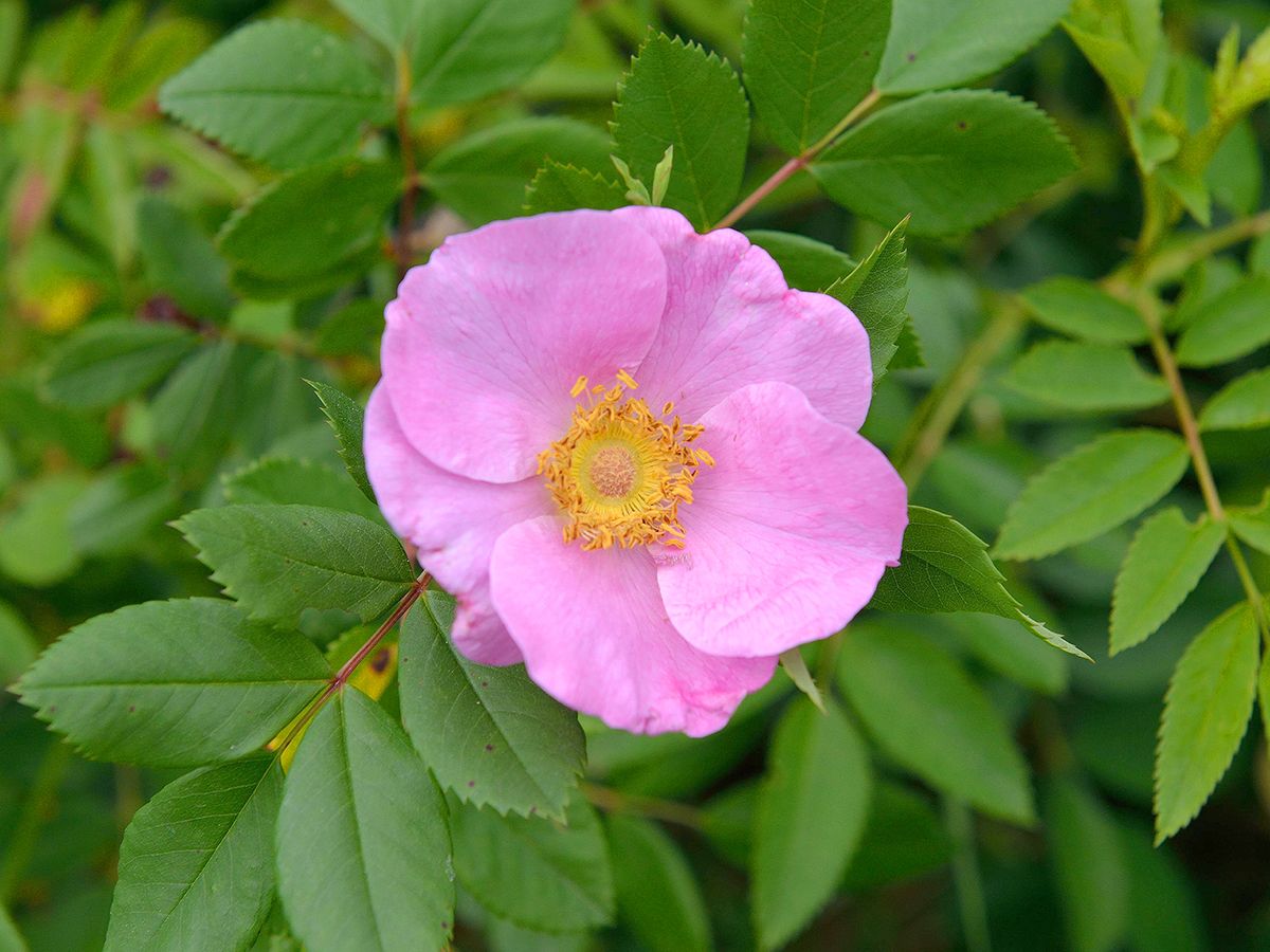 Rosa nitida Boden- und flächendeckende Rose/ Wildrose («Glanzrose», anspruchslos)