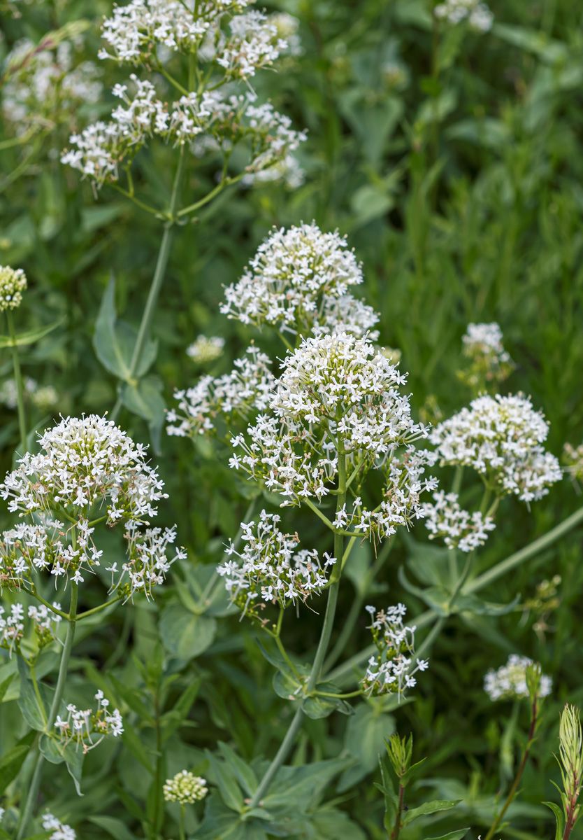 Spornblume Albus