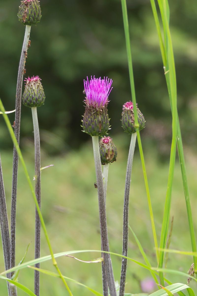 Bergdistel