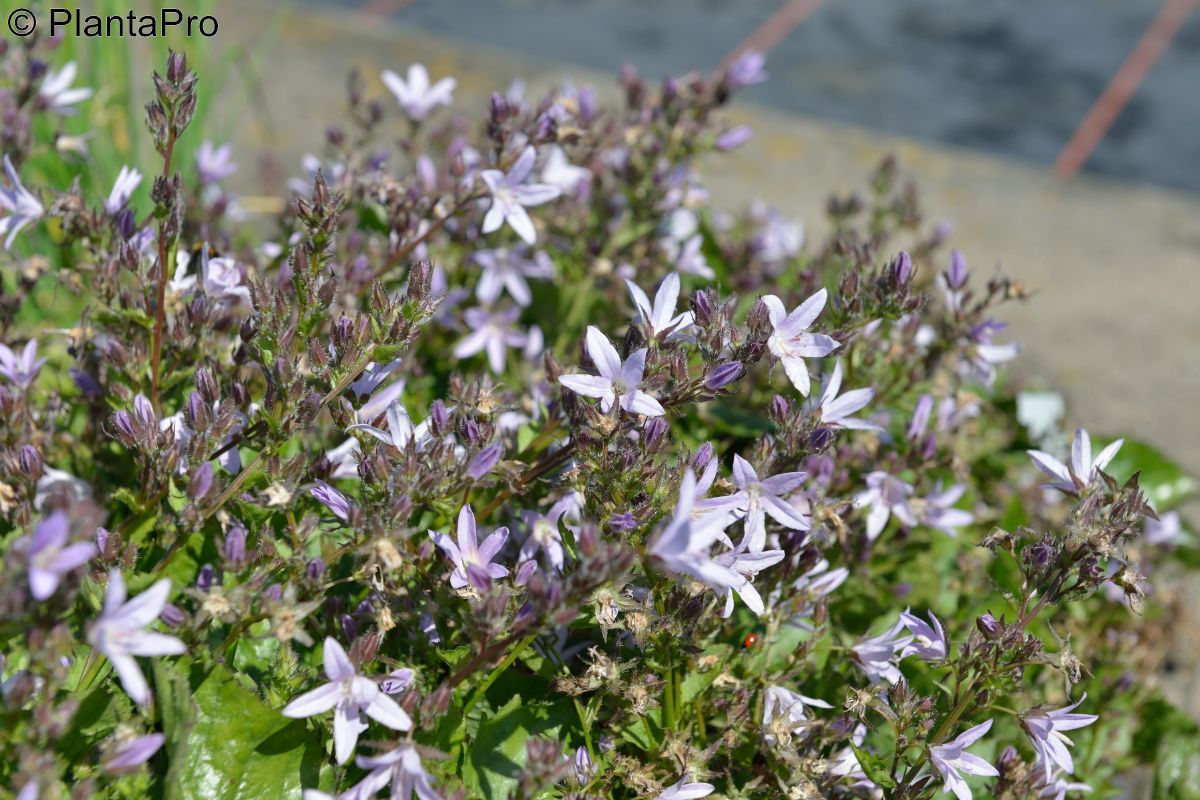 Polsterglockenblume Lisduggan Variety