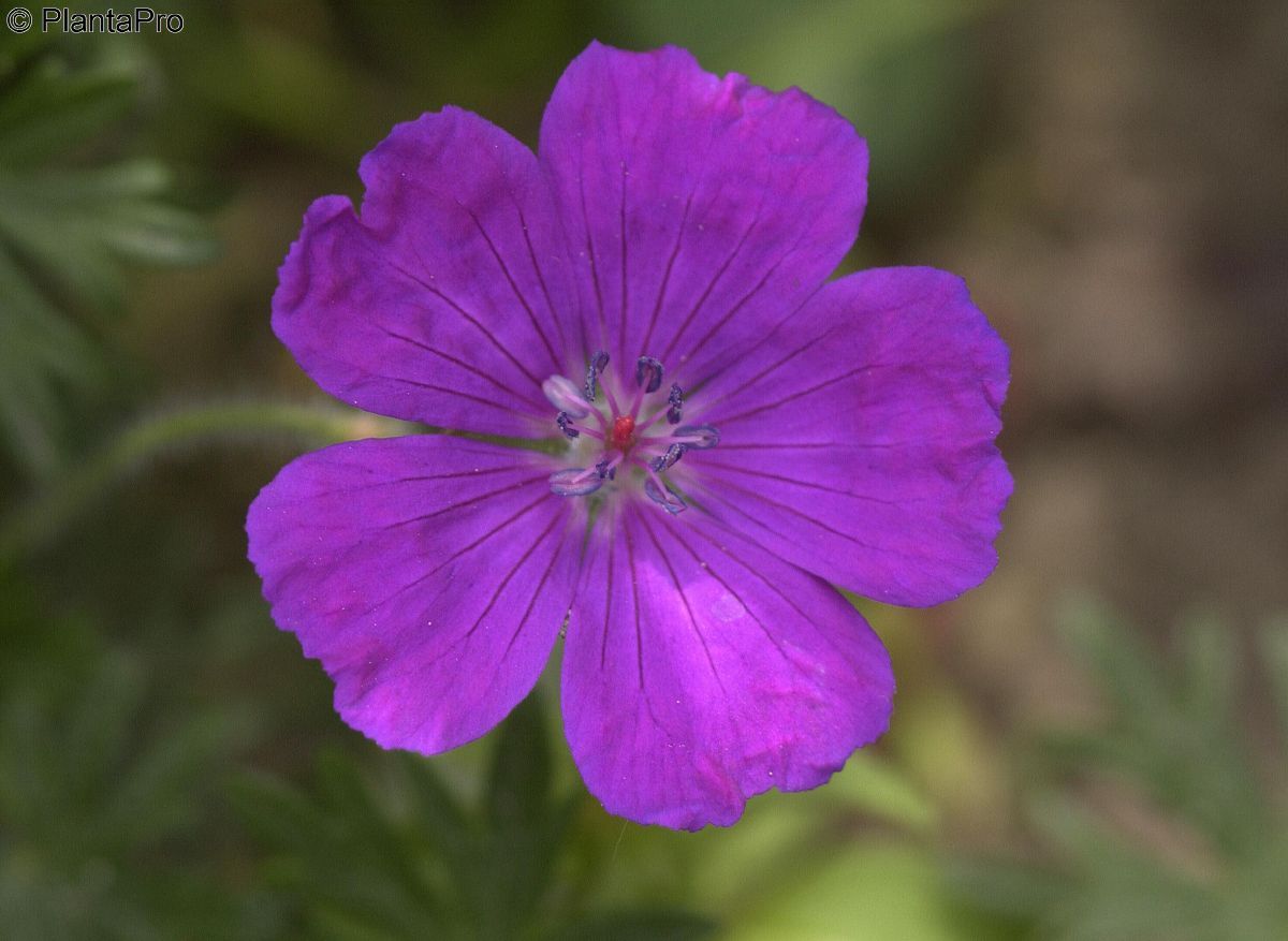 Blutstorschnabel Shooting Star