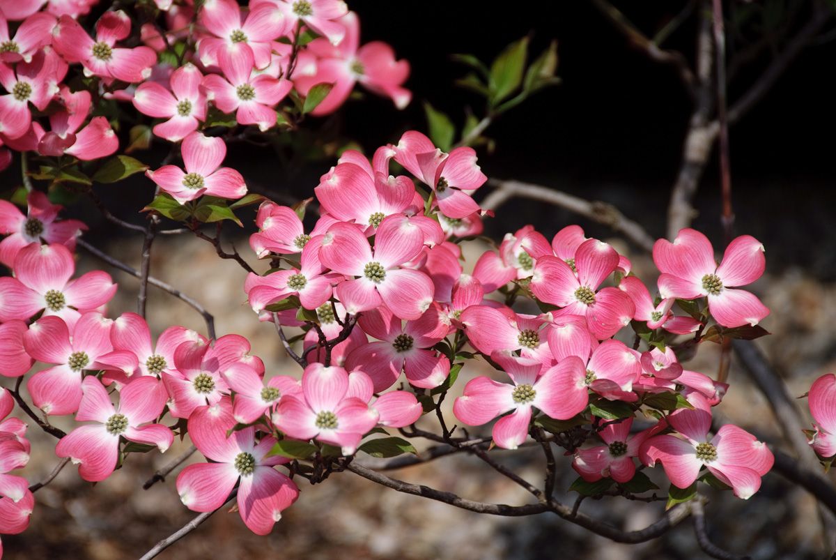 Amerikanischer Blumenhartriegel Rubra