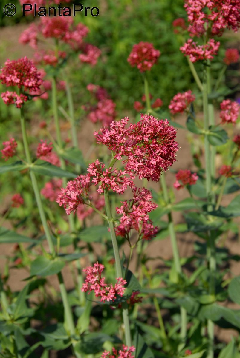 Rote Spornblume