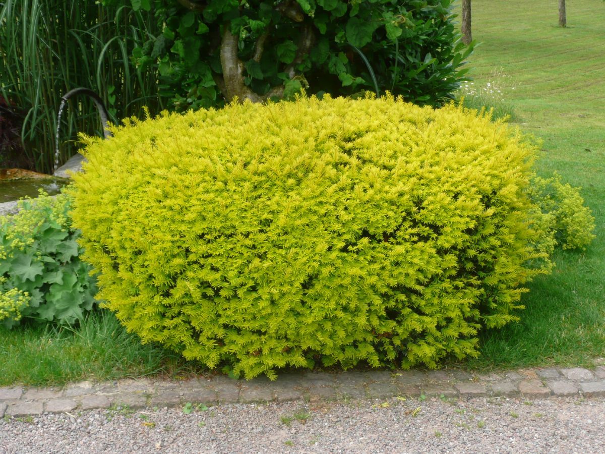 Goldeibe Semperaurea