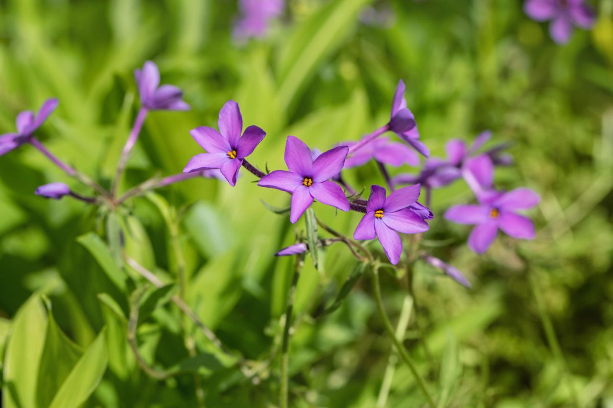 Flammenblume Purpurea