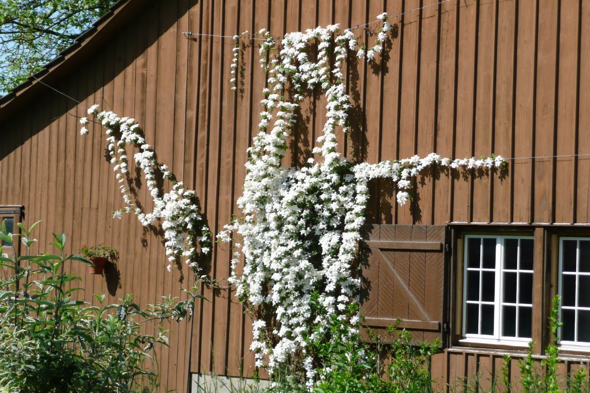 Bergwaldrebe Grandiflora