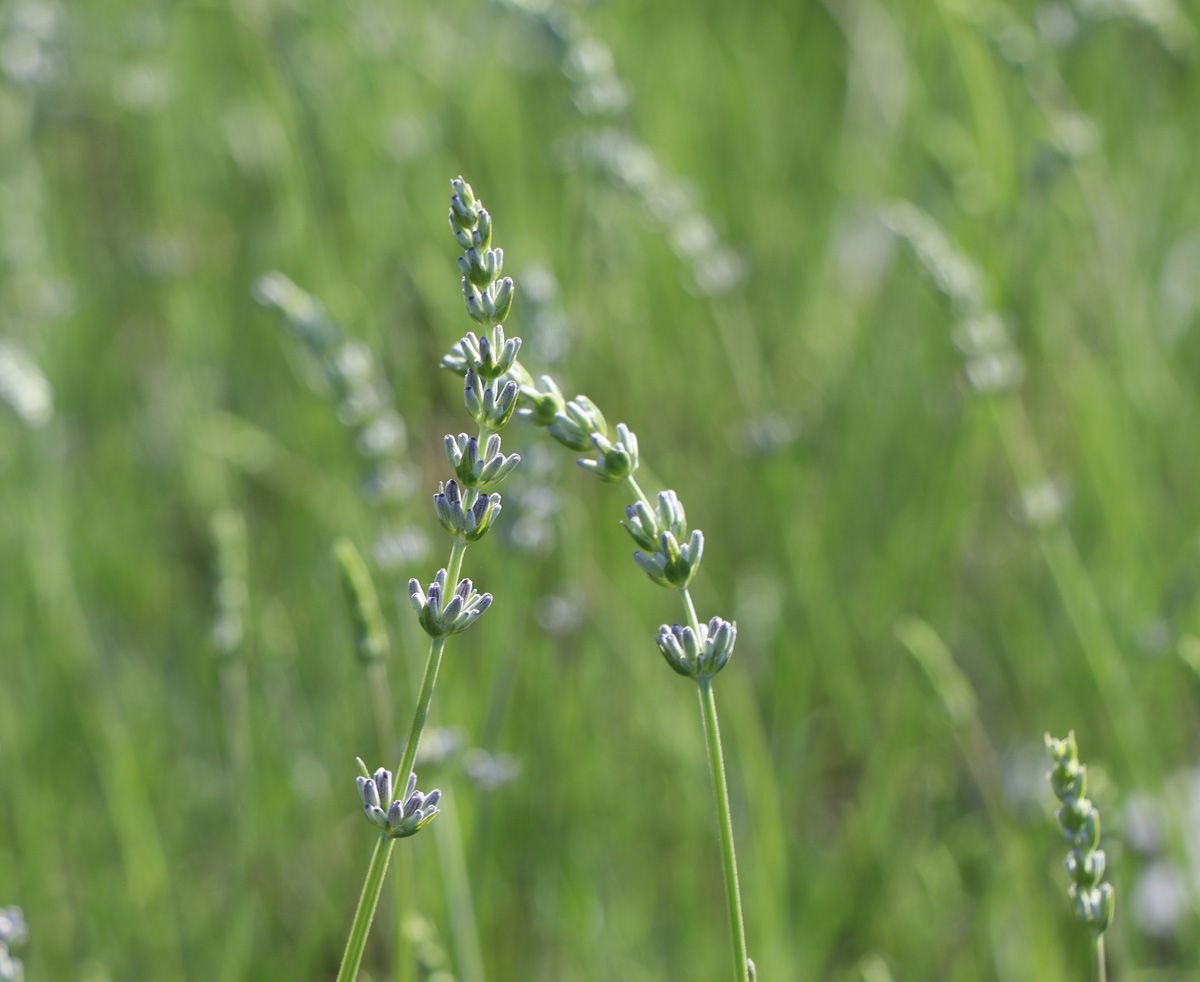 Lavendel Edelweiss