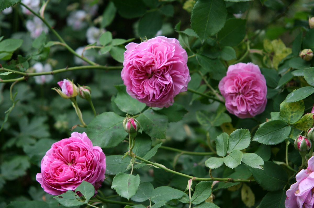 Louise Odier Strauchrose/Historische Rose (starker Duft)