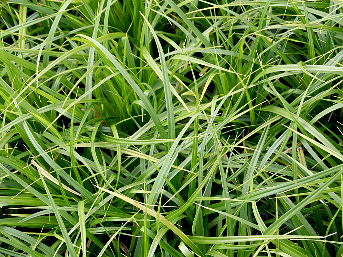 Carex morrowii store irish green