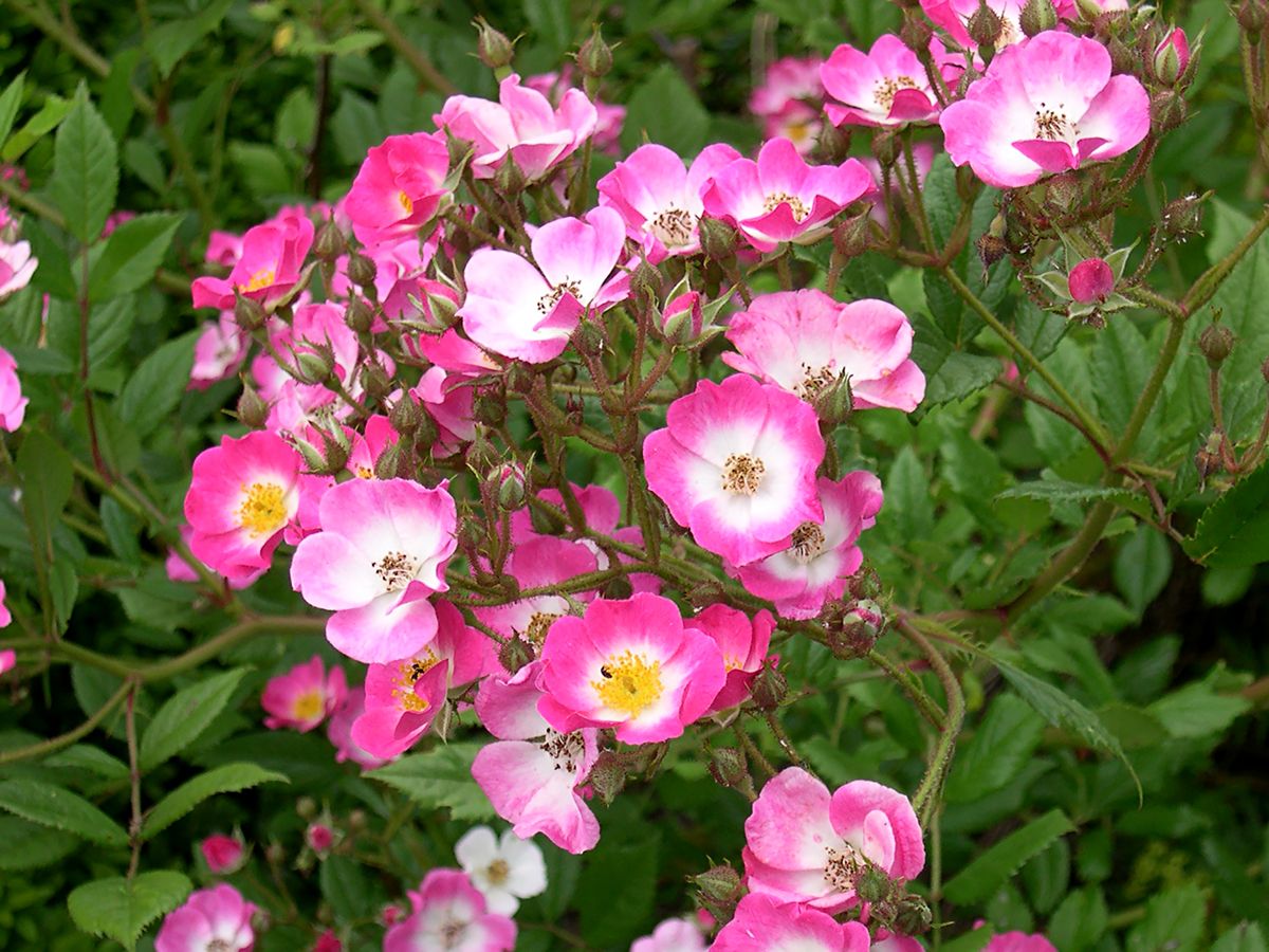 Ballerina Strauchrose (Moschata-Hybride, anspruchslos)