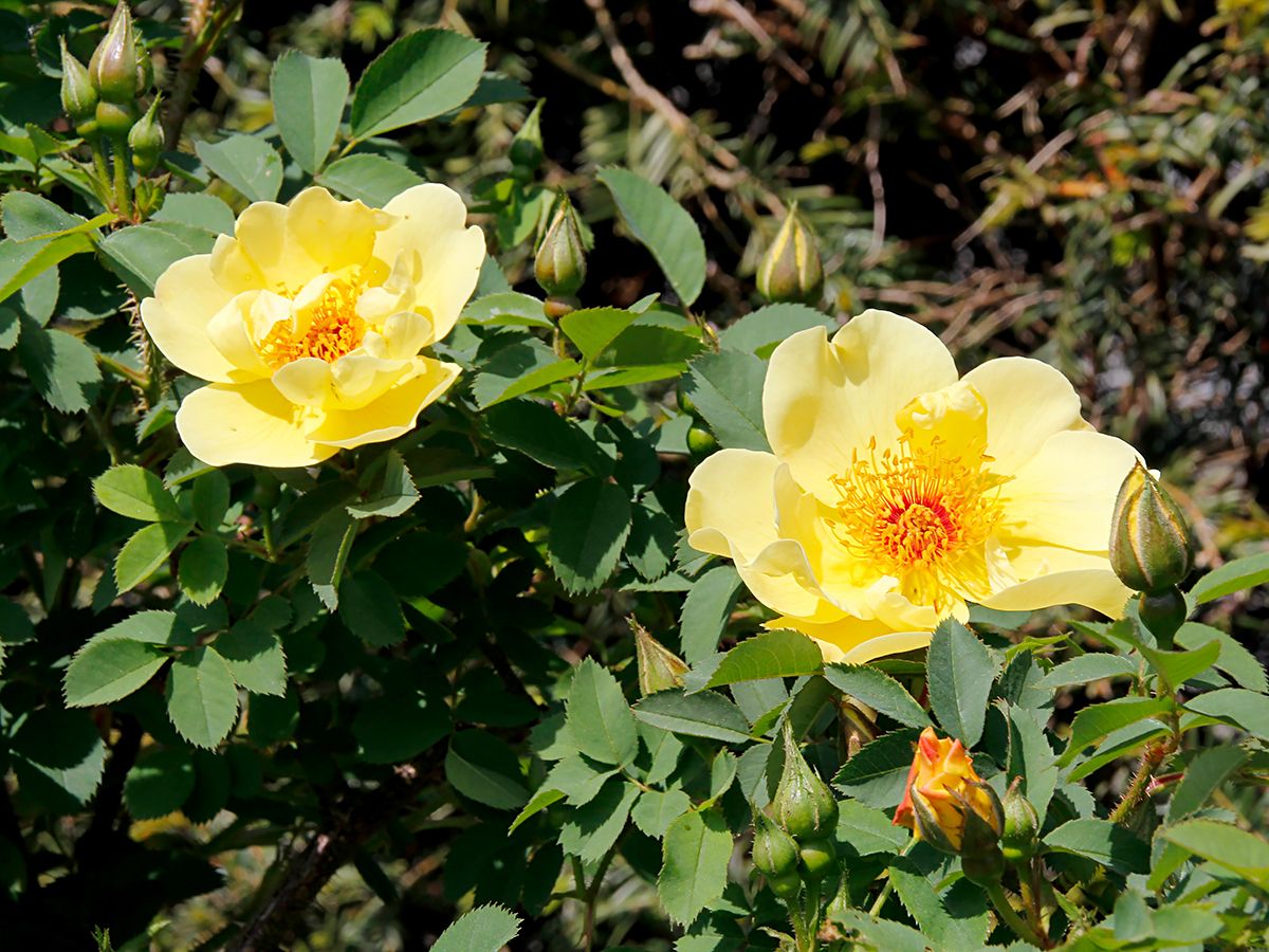 Aïcha Strauchrose (öfter blühend, anspruchslos, leichter Duft)