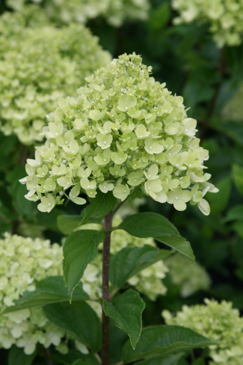 Rispenhortensie Little Lime®, Hydrangea paniculata Little Lime ...