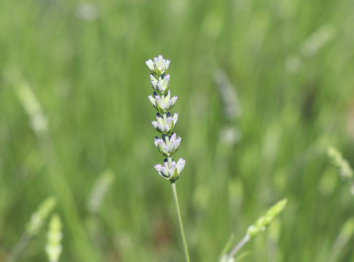 Lavendel Edelweiss