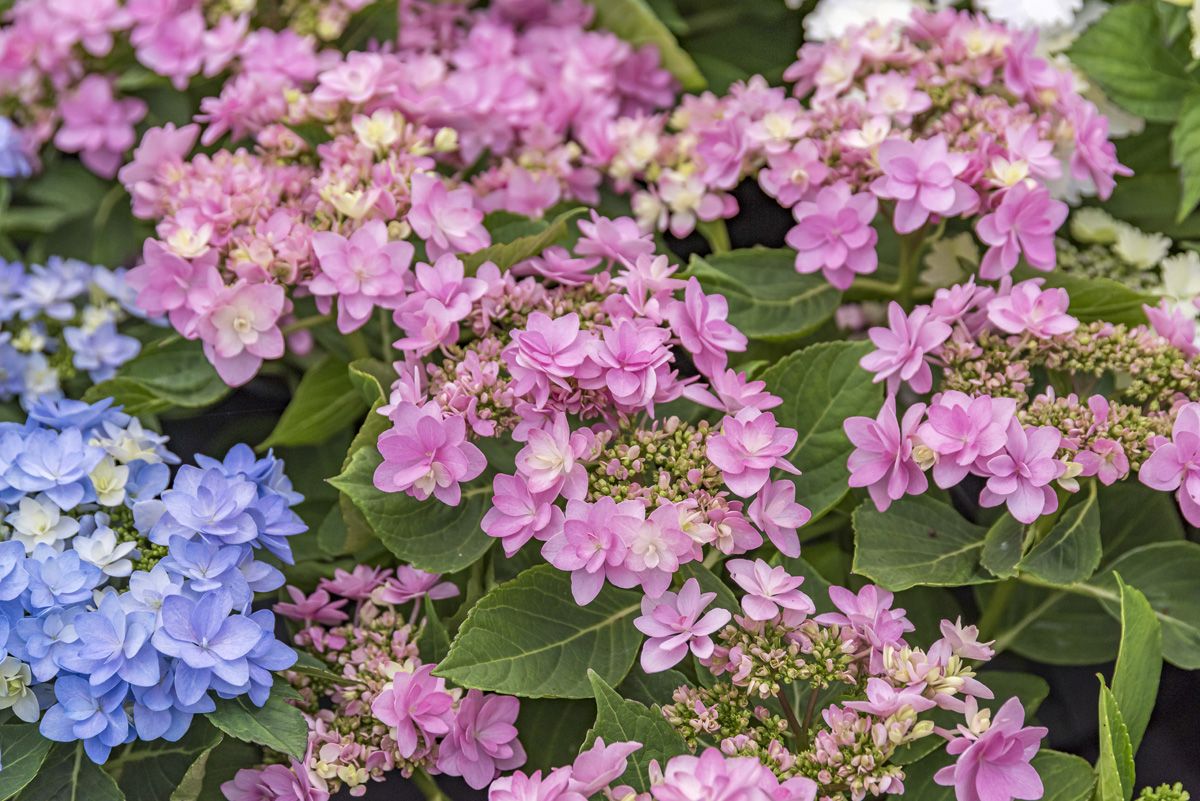 Gartenhortensie Romance