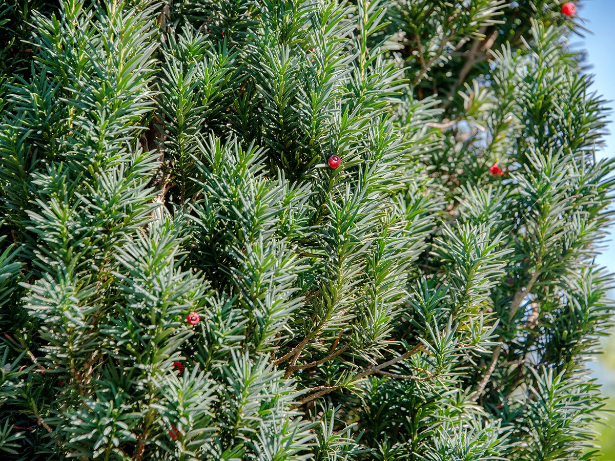 Säuleneibe Fastigiata Robusta