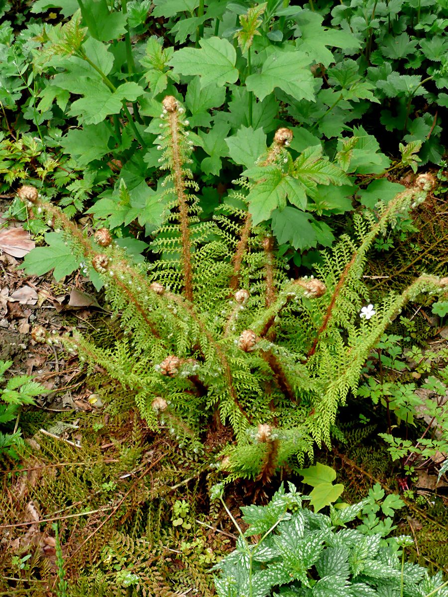 Flaumfederschildfarn Plumoso-densum