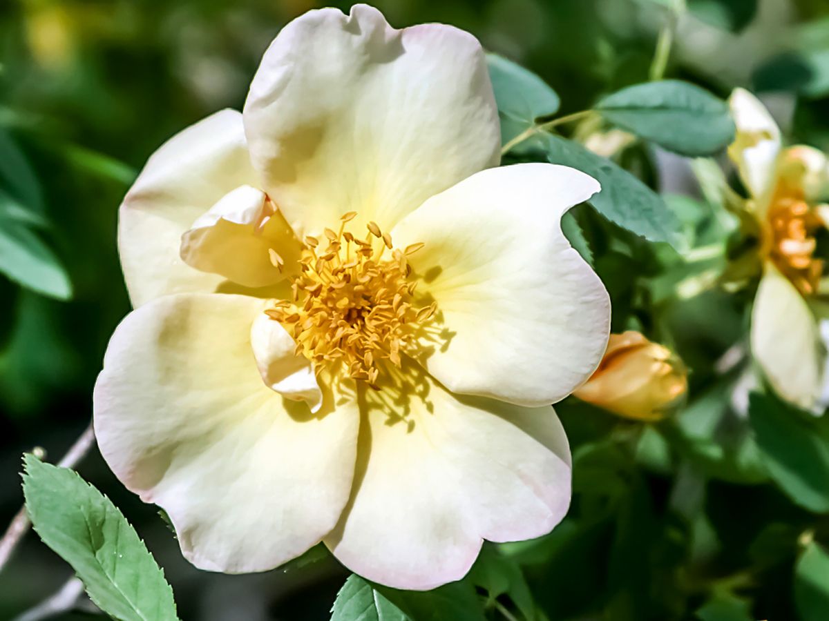 Frühlingsgold Strauchrose/Historische Rose (anspruchslos, leichter Duft)