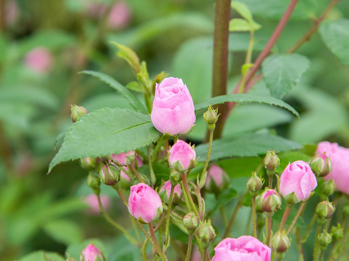 Heavenly Pink Strauchrose