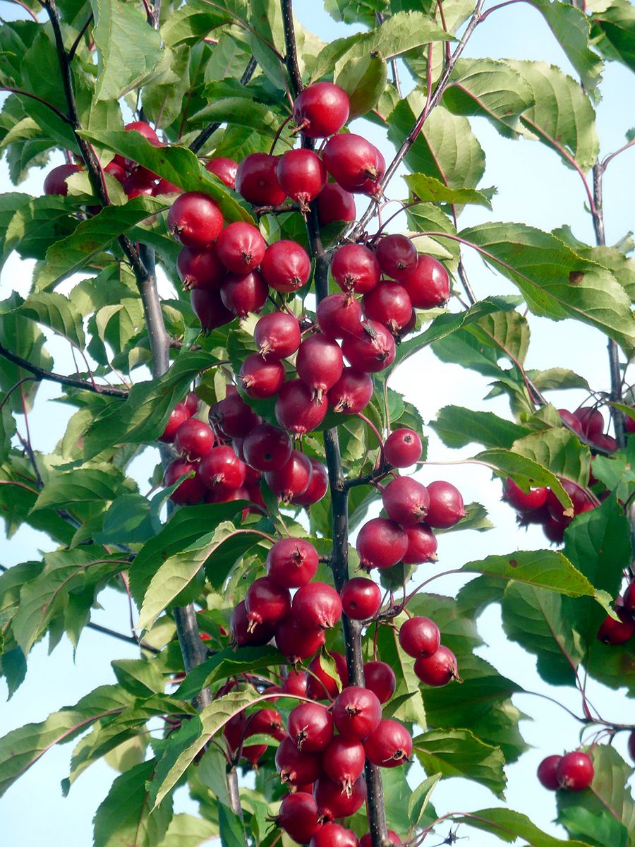 Zierapfel Red Obelisk