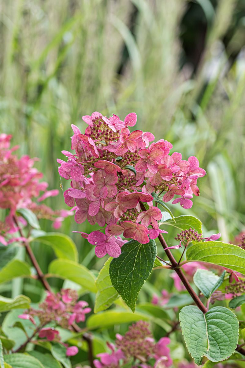 Rispenhortensie Wim's Red