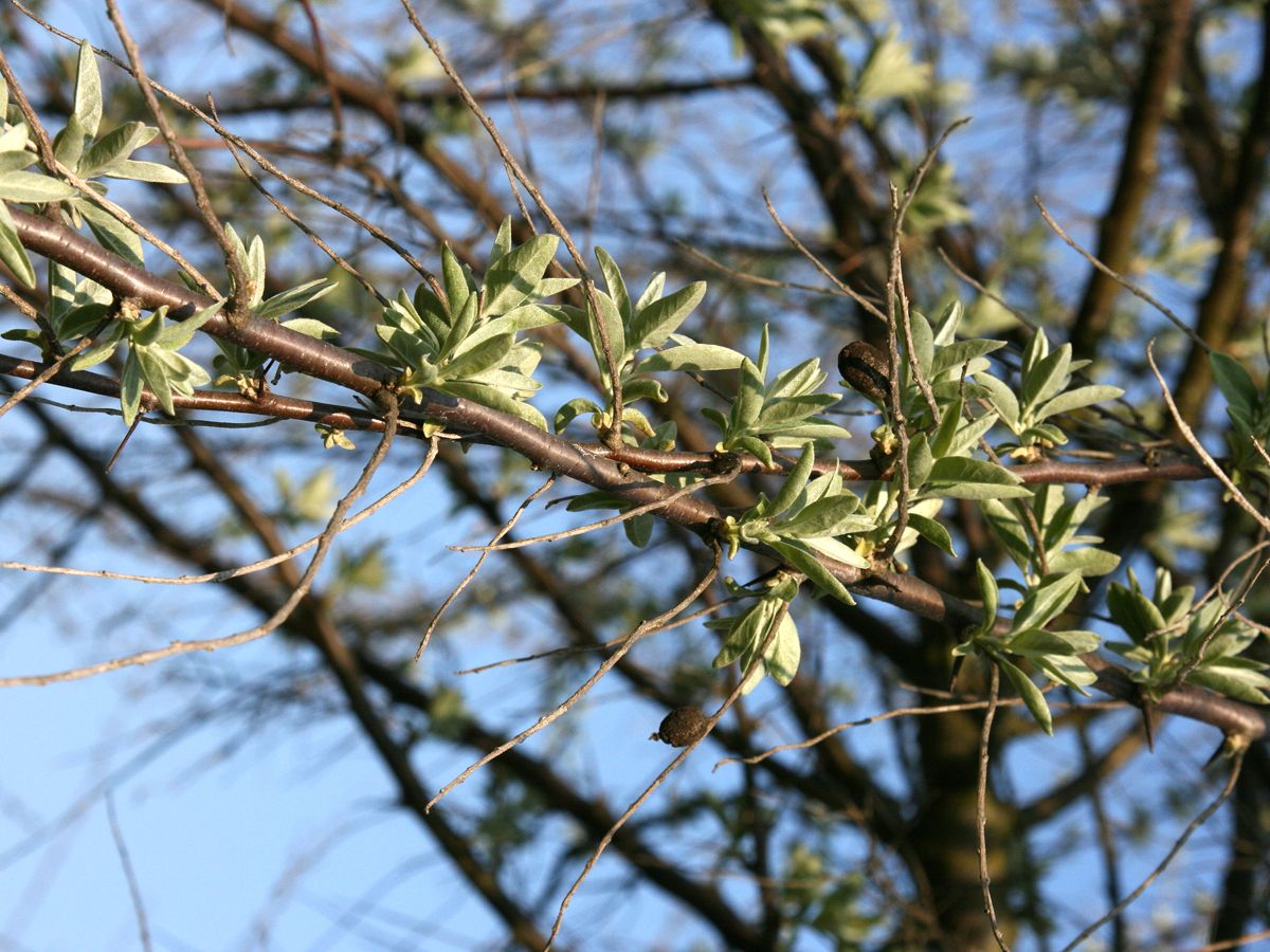 Schmalblättrige Ölweide