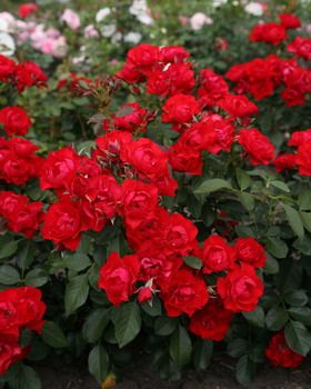 Black Forest Rose® ADR 2010 Bodendecker-Rose