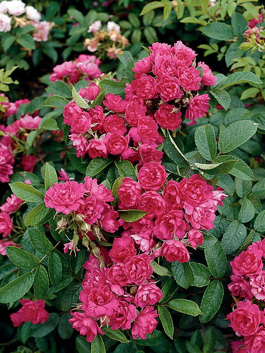 F. J. Grootendorst Strauchrose (Nelkenrose)