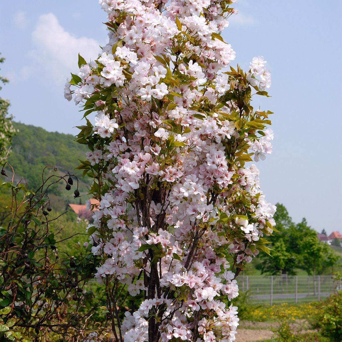 Säulenzierkirsche Amanogawa