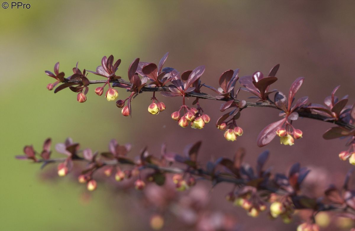 Rotblättrige Berberitze Atropurpurea