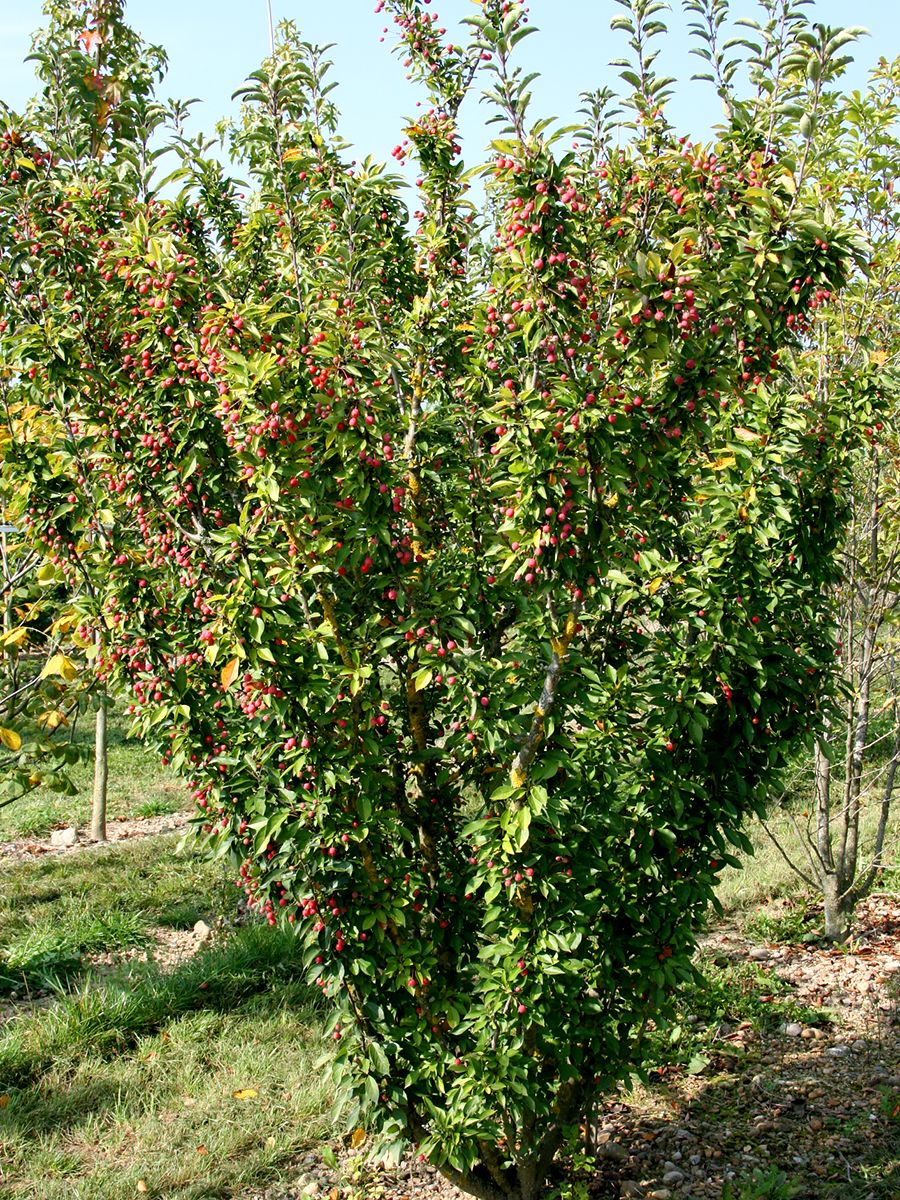 Zierapfel Adirondack